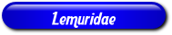 [Lemuridae]