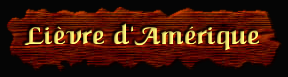 [Lievre d'Amerique]