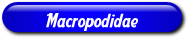 [Macropodidae]