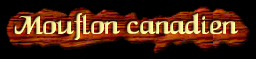 [Mouflon Canadien]