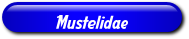 [Mustelidae]