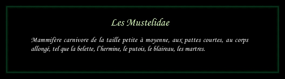 [Logo Mustelidae]