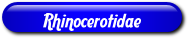 [Rhinocerotidae]
