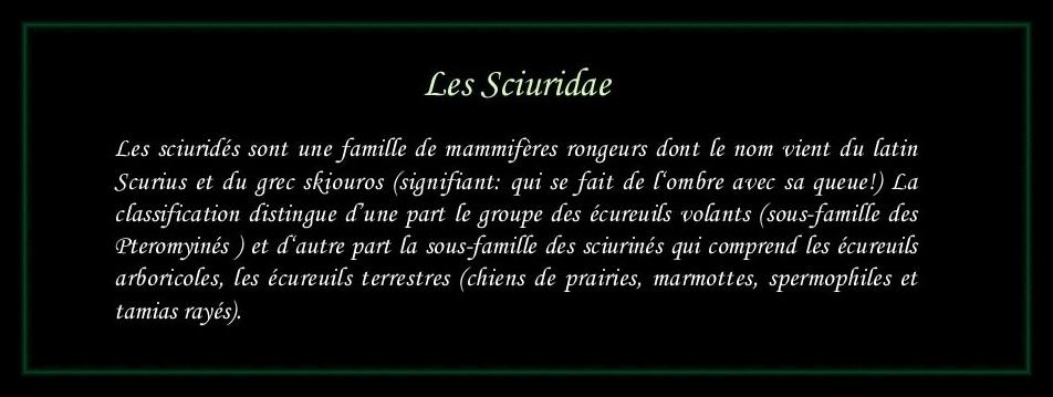 [Logo Sciuridae]