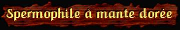 [Spermophile à Mante Dorée]
