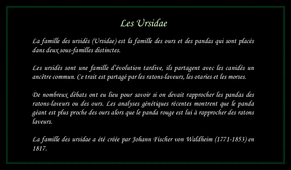 [Logo Ursidae]