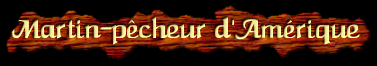 [Martin-Pêcheur d'Amérique]