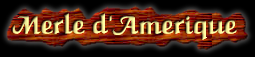 [Merle d'Amérique]