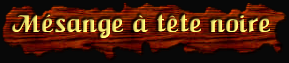 [Mésange à tête noire]