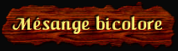 [Mésange Bicolore]