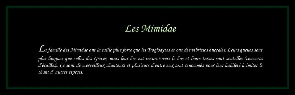 [Logo Mimidae]