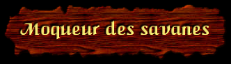 [Moqueur des savanes]