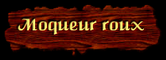 [Moqueur roux]