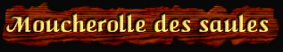 [Moucherolle des Saules]