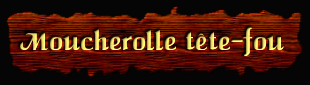 [Moucherolle tête-fou]