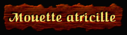 [Mouette atricille]