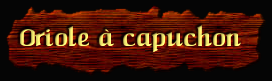 [Oriole a capuchon]