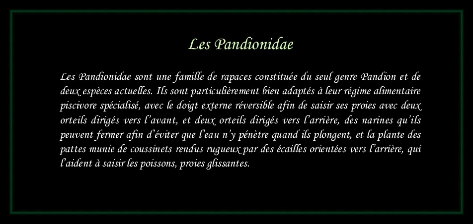 [Logo Pandionidae]