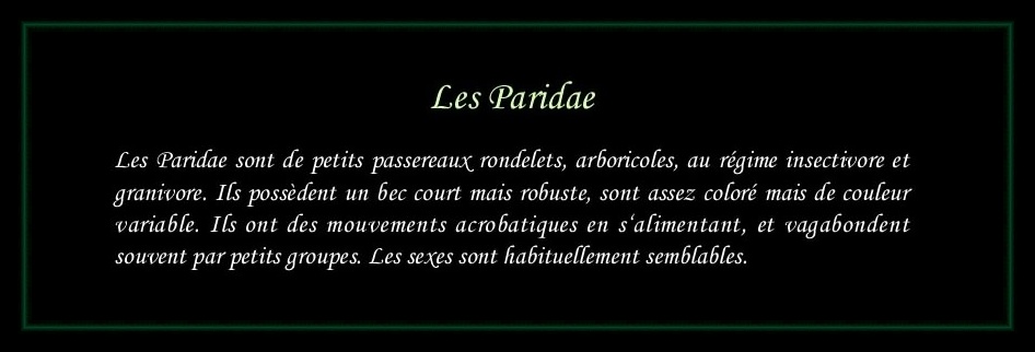 [Logo Paridae]