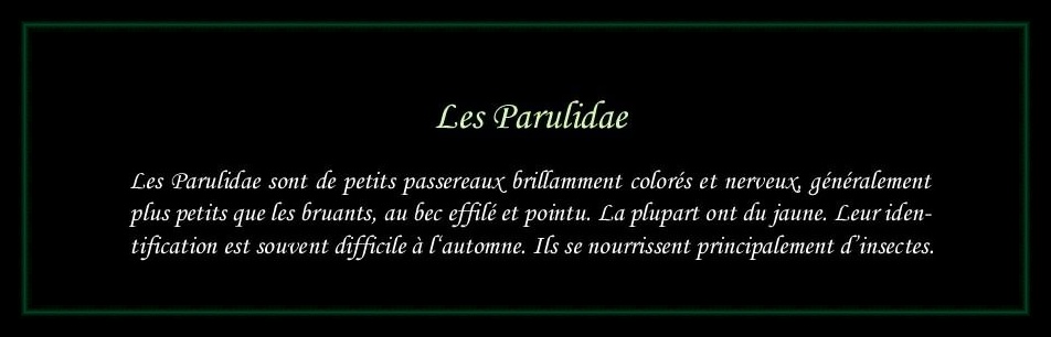 [Logo Parulidae]