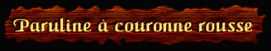 [Paruline à couronne rousse]