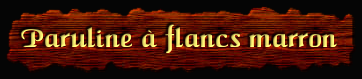 [Paruline à Flancs Marron]