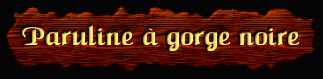 [Paruline à gorge noire]