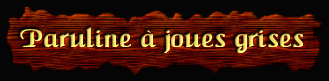 [Paruline à Joues Grises]