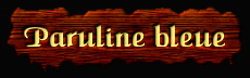 [Paruline bleue]