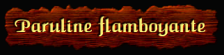 [Paruline Flamboyante]