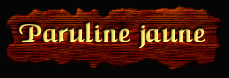 [Paruline Jaune]