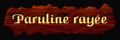 [Paruline rayee]