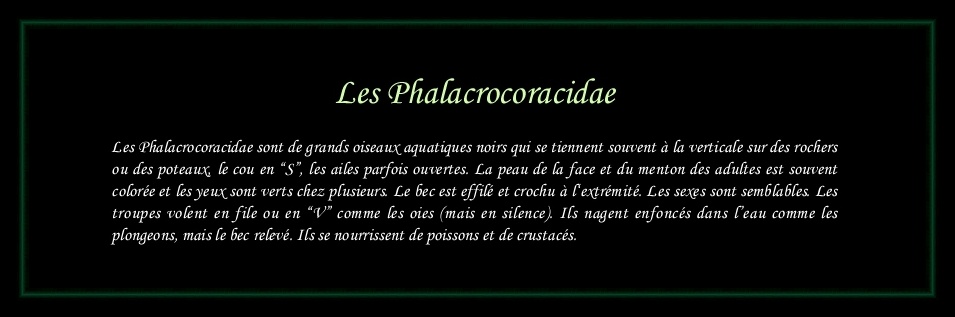 [Logo Phalacrocoracidae]