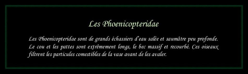 [Logo Phoenicopteridae]