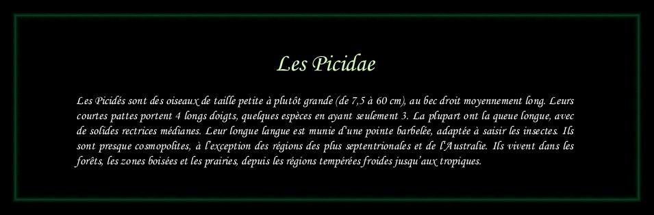 [Logo Picidae]