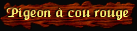 [Pigeon a cou rouge]