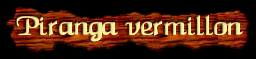 [Piranga vermillon]