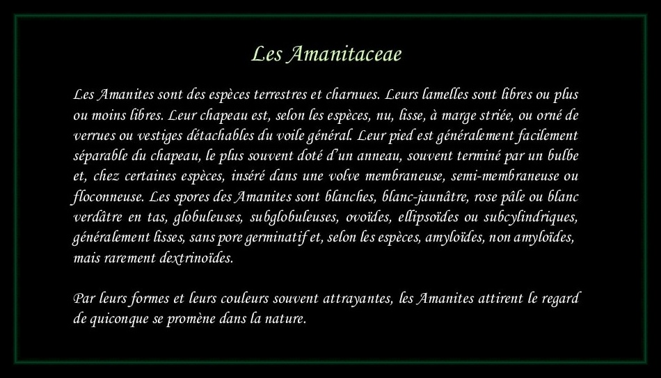 [Logo Amanitaceae]
