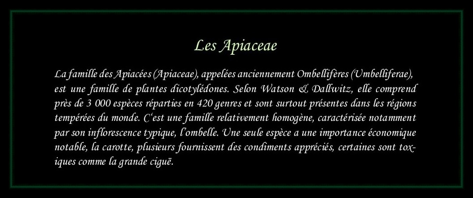 [Logo Apiaceae]