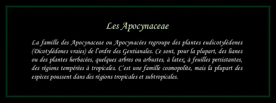 [Logo Apocynaceae]