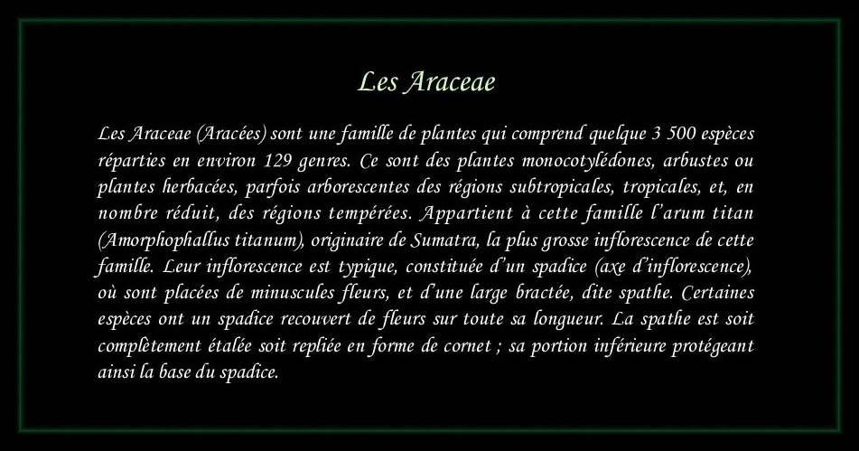[Logo Araceae]