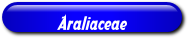 [Araliaceae]