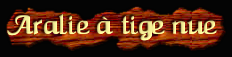 [Aralie a tige nue]
