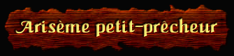 [Arisème petit-prêcheur]