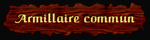 [Armillaire commun]