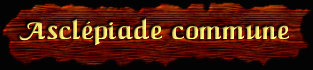 [Asclépiade commune]