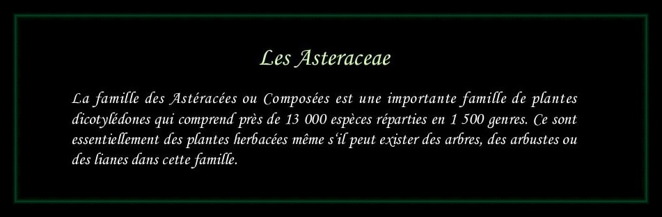[Logo Asteraceae]