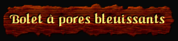 [Bolet a pores bleuissants]