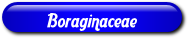 [Boraginaceae]