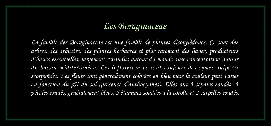 [Logo Boraginaceae]